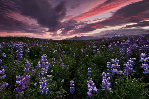 Iceland